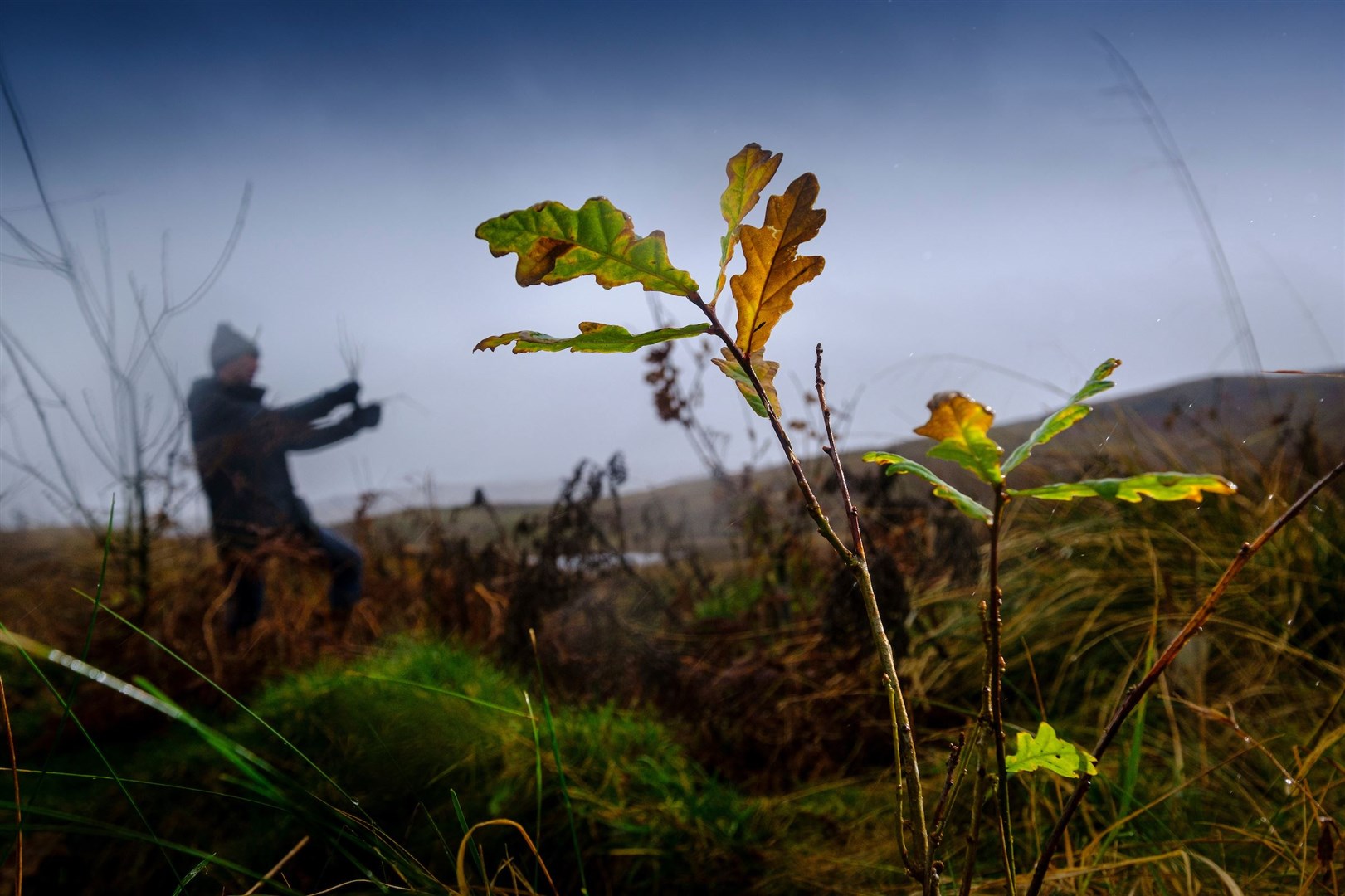 Johnnie Walker has committed to plant one million trees across Scotland by 2025.