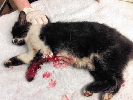 The cat had to be put down because of its injuries. Pictures: Scottish SPCA.