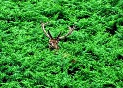 A red deer stag in the bracken. Photo: Max Millligan.