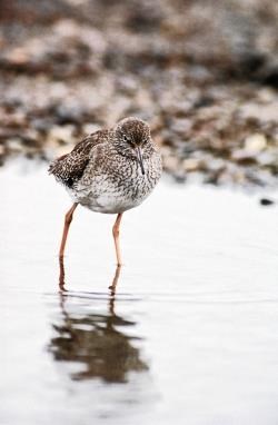 Redshank come in 'spectacular numbers' to the Easter Ross reserve