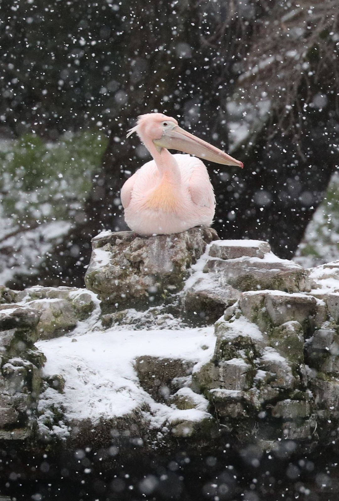 A pelican watches the snow fall in St James’s Park, London (Jonathan Brady/PA)