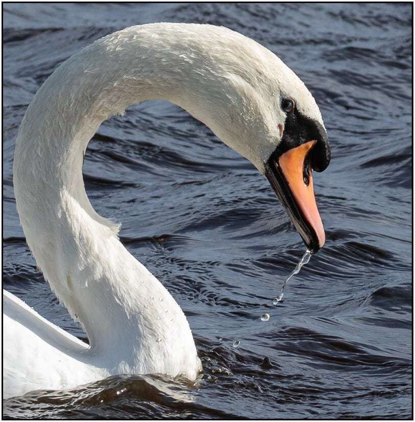 1.Swans Head by Alistair Meldrum