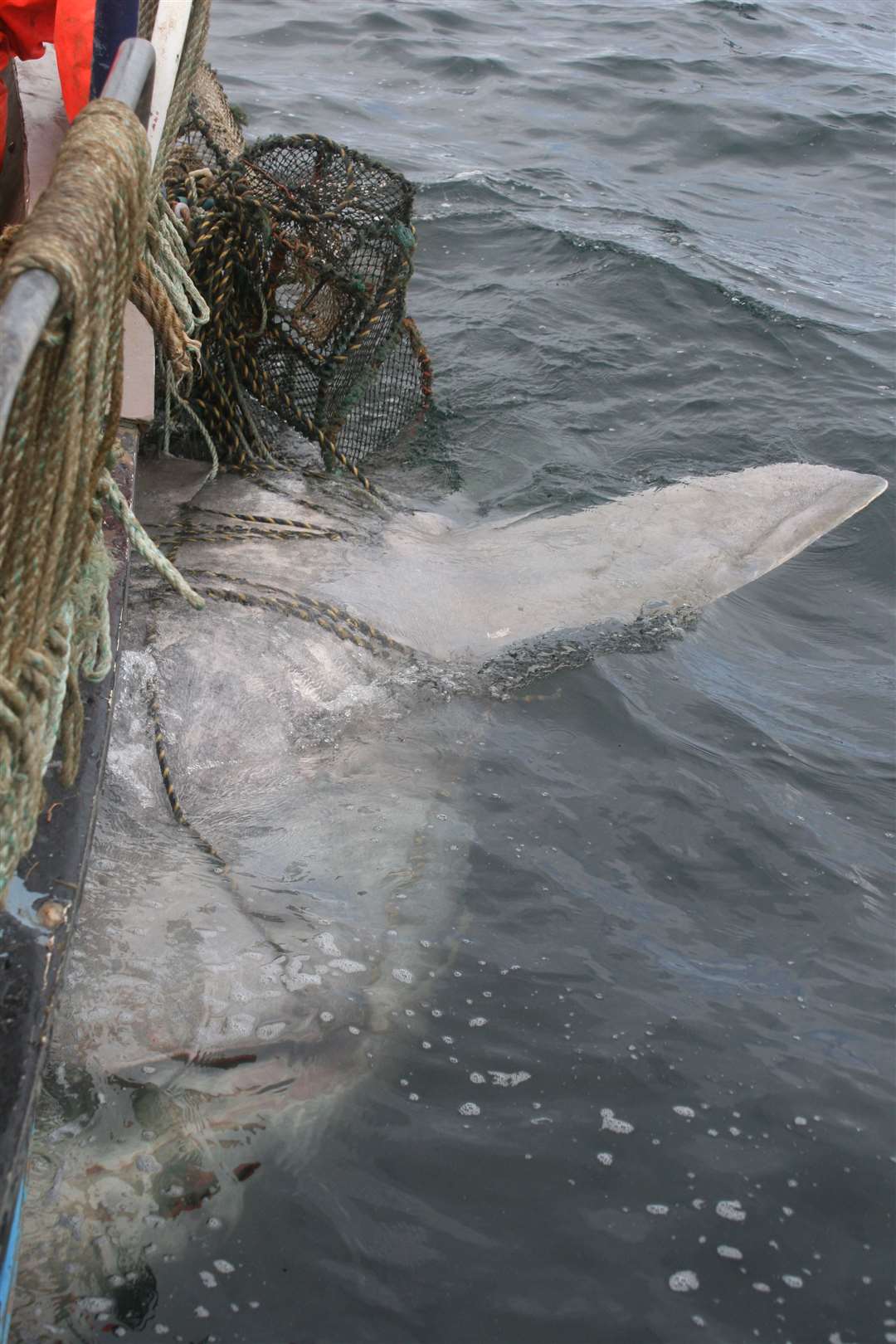 Dead basking shark being released from entanglement.