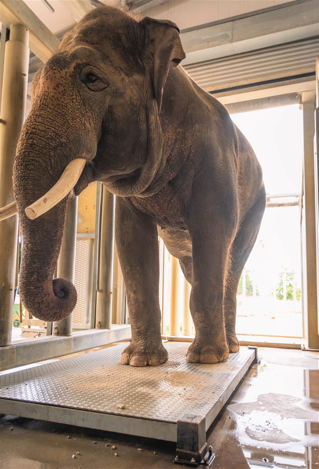 The zoo’s endangered Asian elephant called Ming Jung had to be coaxed onto scales with some snacks (ZSL/PA)
