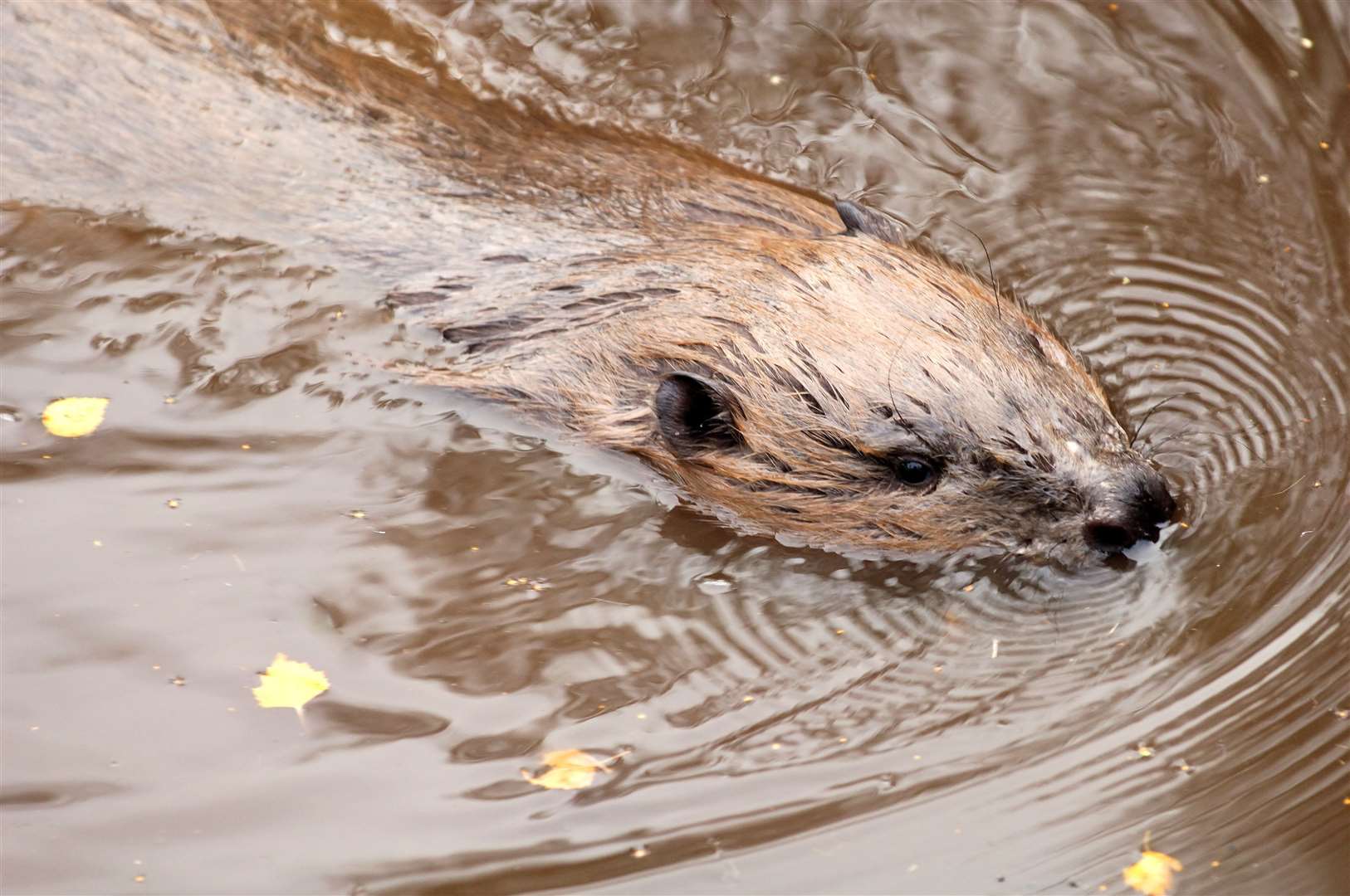 Beavers are to return to Badenoch and Strathspey fir the first time in 400 years. Picture: Lorne Gill (NatureScot).