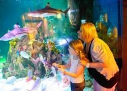 A tranquil haven away from the weekend stag and hen parties, Blackpool's centrally located Sea Life Centre brings you face to face with inhabitants of the deep - including the sharks!