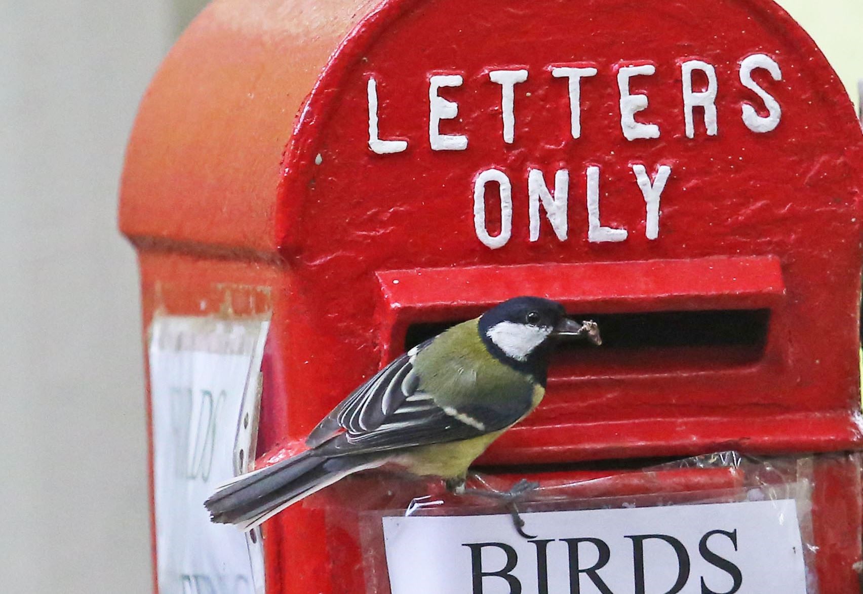Great tits have been seen flying in and out of the postbox. Picture: Peter Jolly.