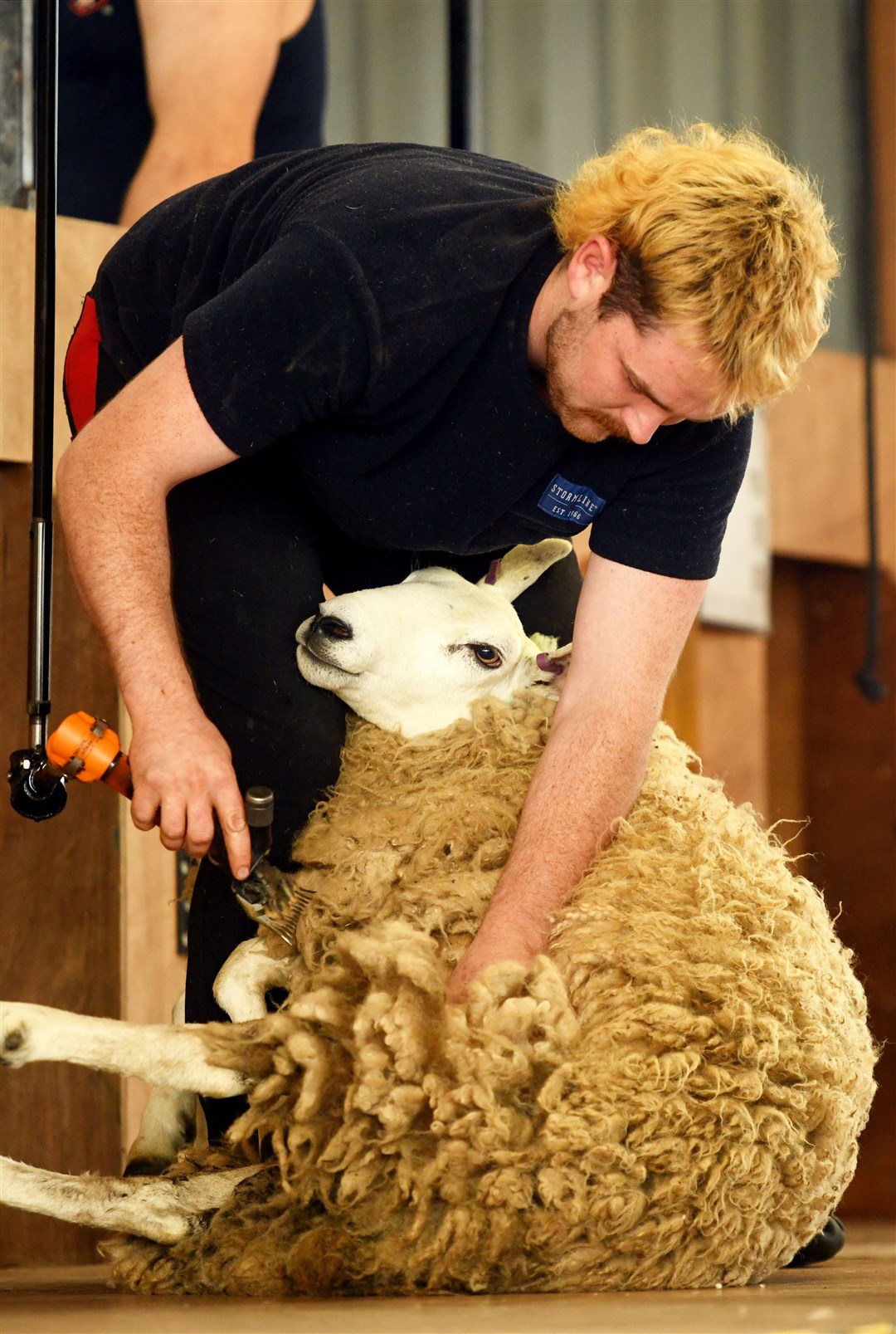Sheep shearing. Picture: James Mackenzie.