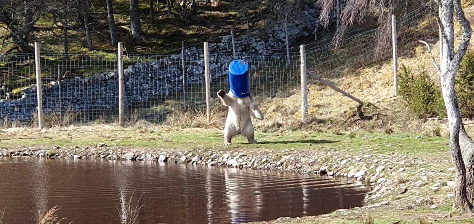Hamish larking about at the Highland Wildlife Park where he has boosted visitors numbers until the closure caused by coronavirus.