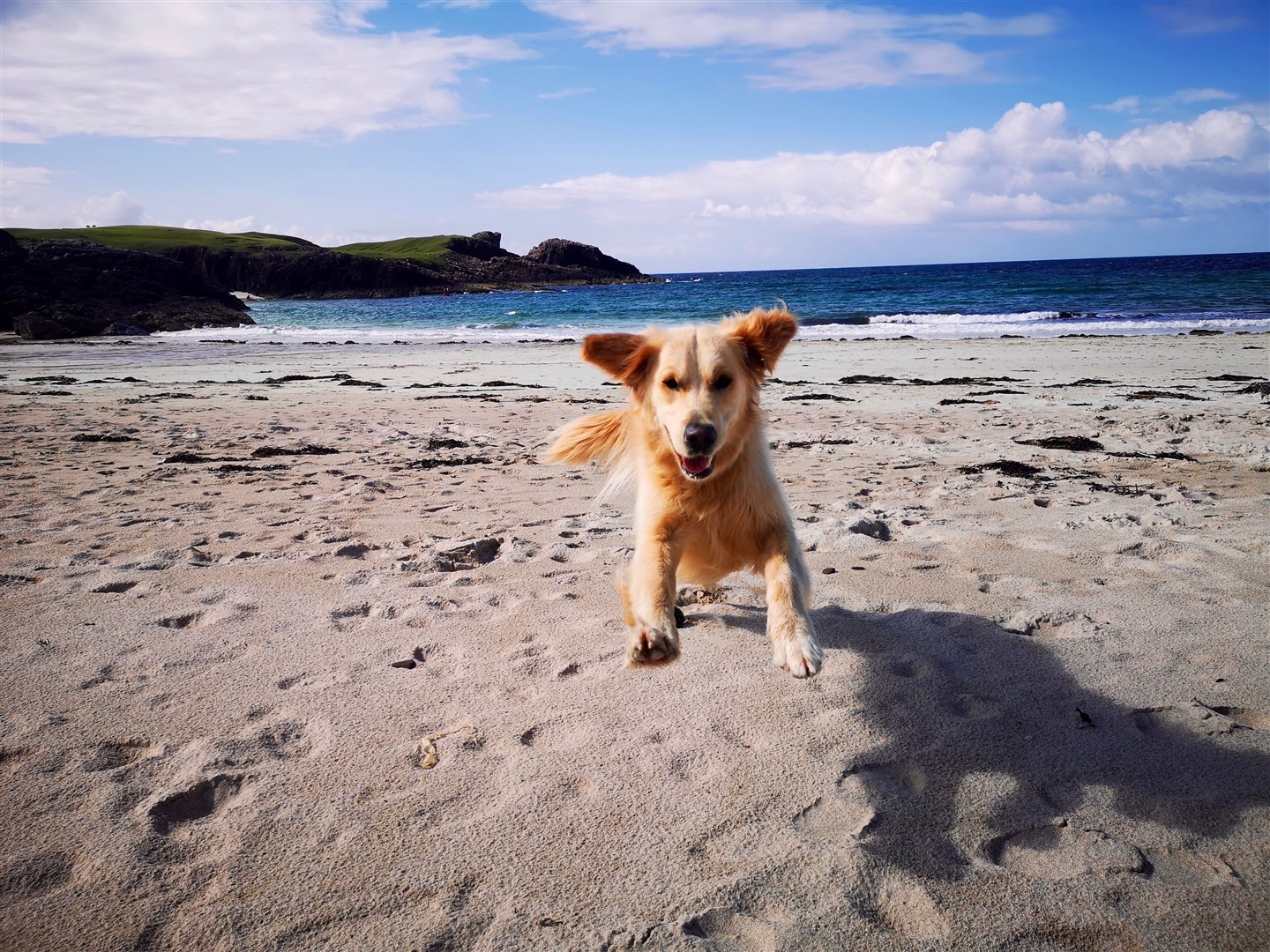 Piper at Clachtoll beach, owner Tom.