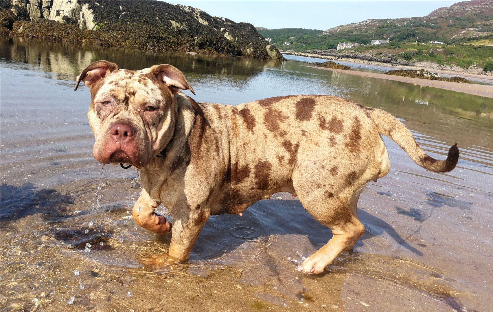 Police issued this photograph of the dog which is still being sought following the incident in Gairloch.