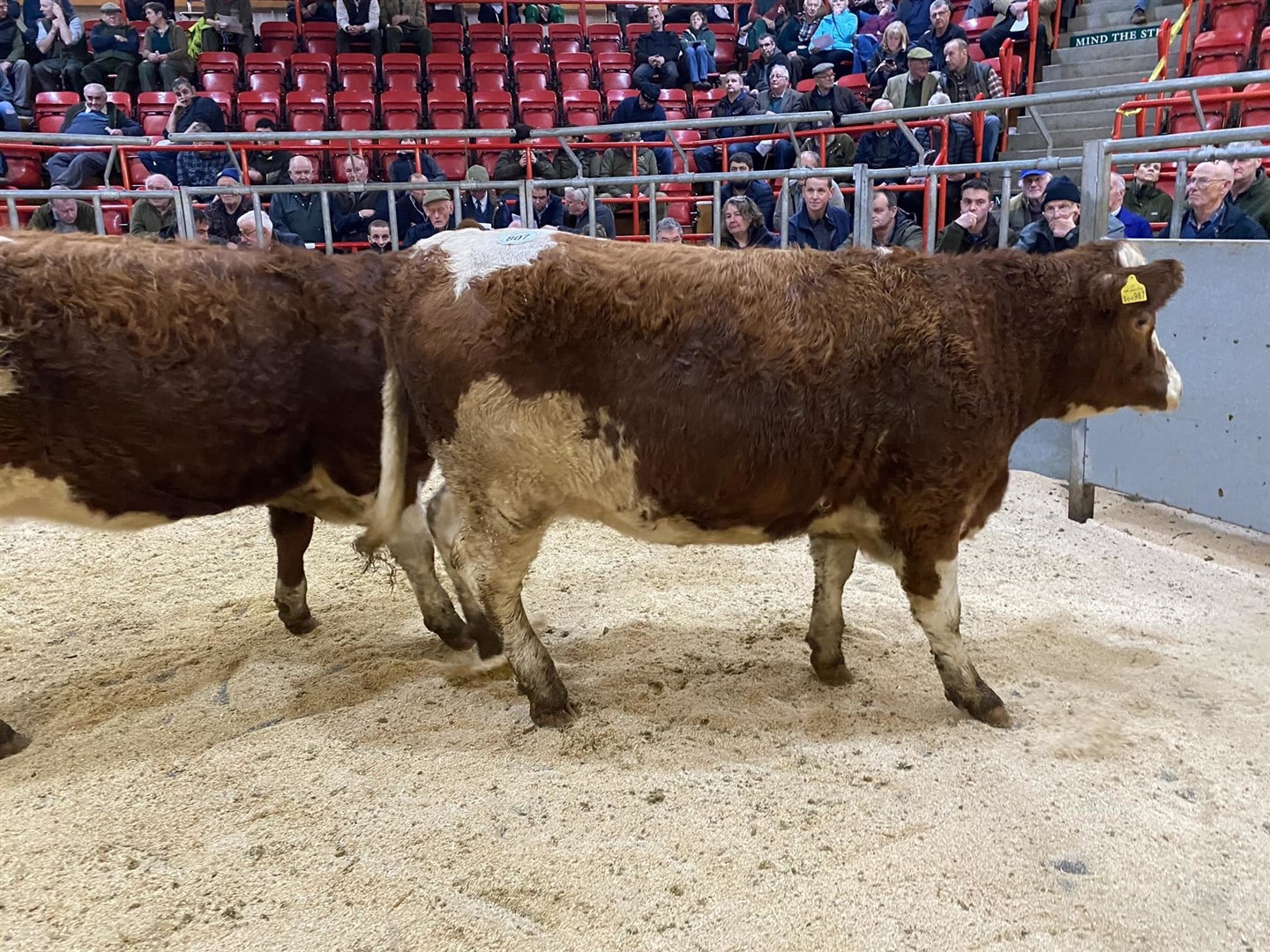 The sale attracted some keen bidding. Picture: Dingwall and Highland Marts Ltd