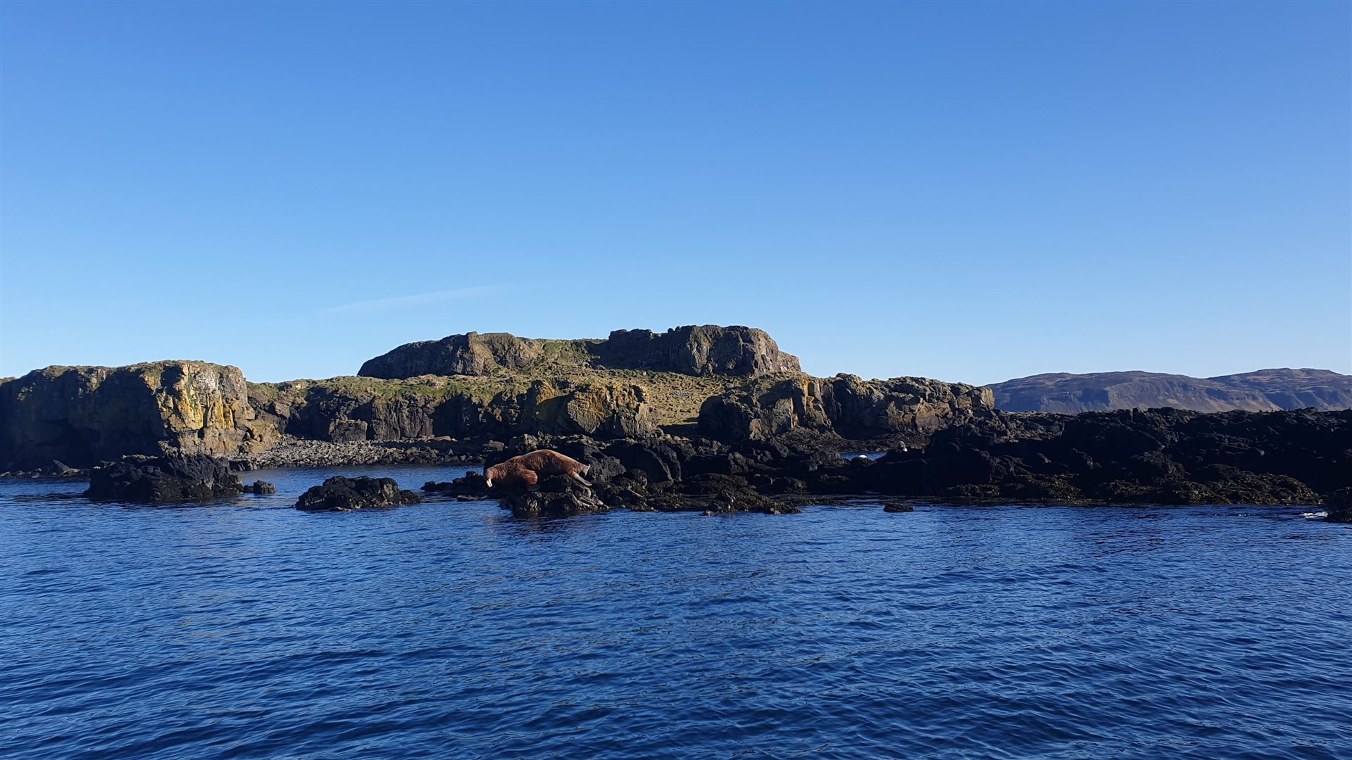 The walrus was spotted by Lorn MacRae who took this picture on a small island which forms part of the Treshnish Isles.