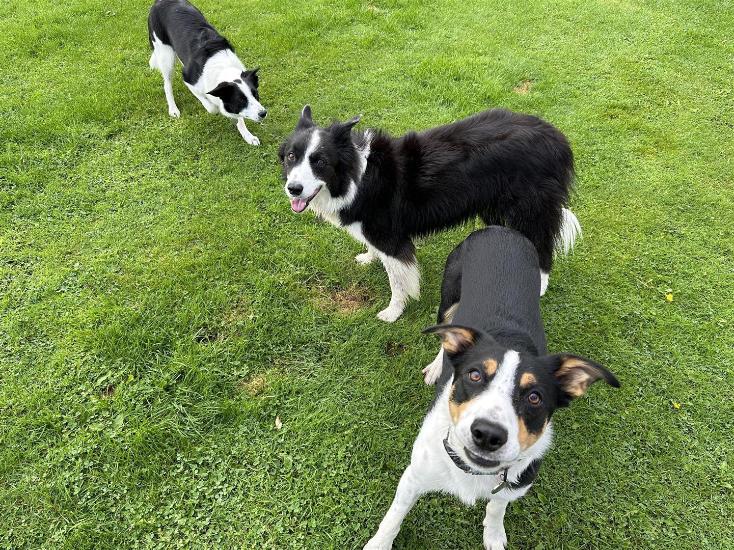 Canine companions are a bonus on the Black Isle.