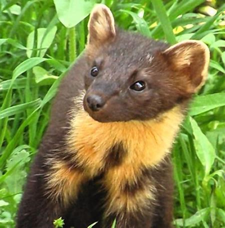 The SSPCA says the martens were killed deliberately.