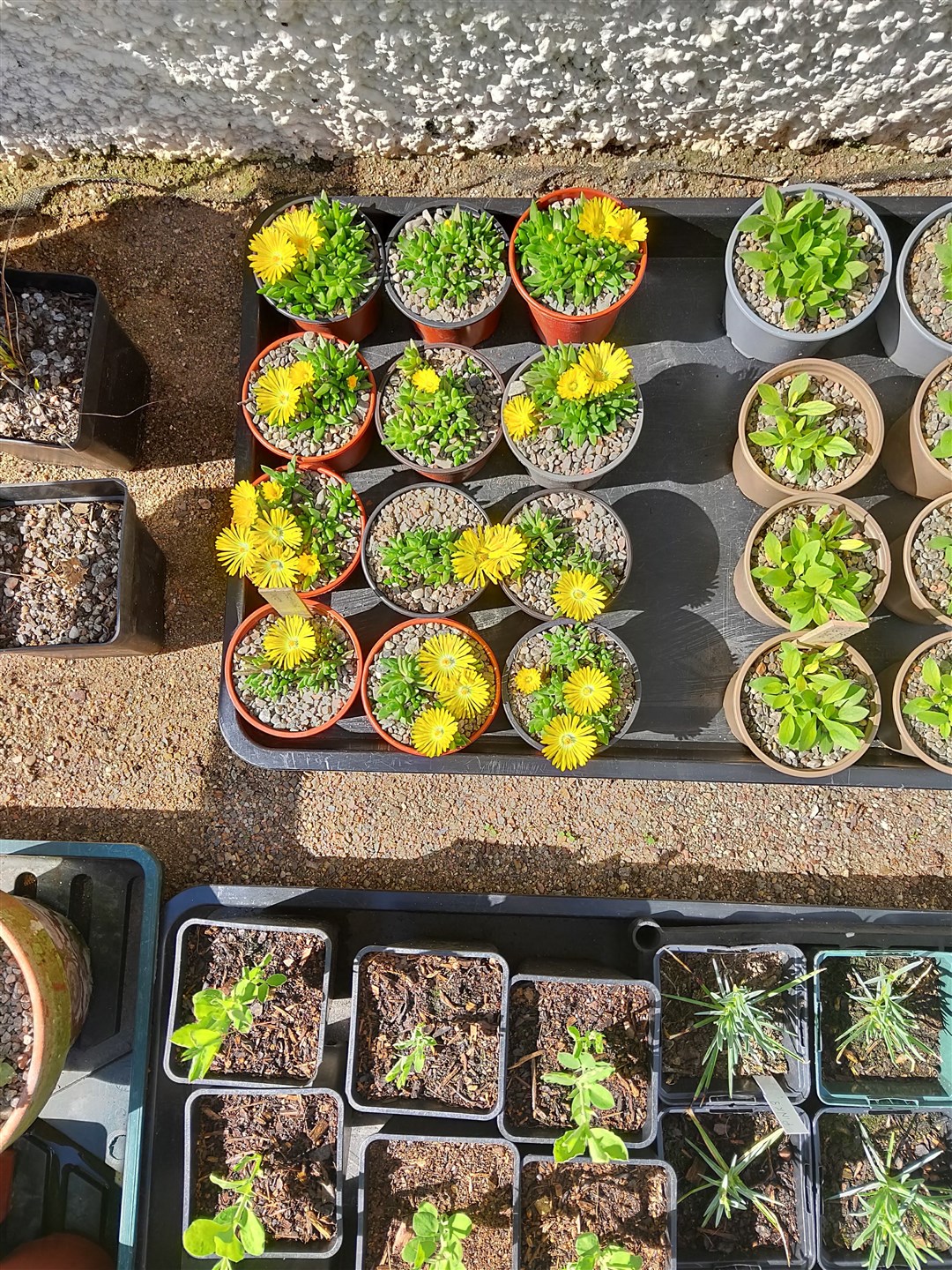 Some of the plants available at the Black Isle Horticultural Society's plant sale planned for Rosemarkie on Saturday.