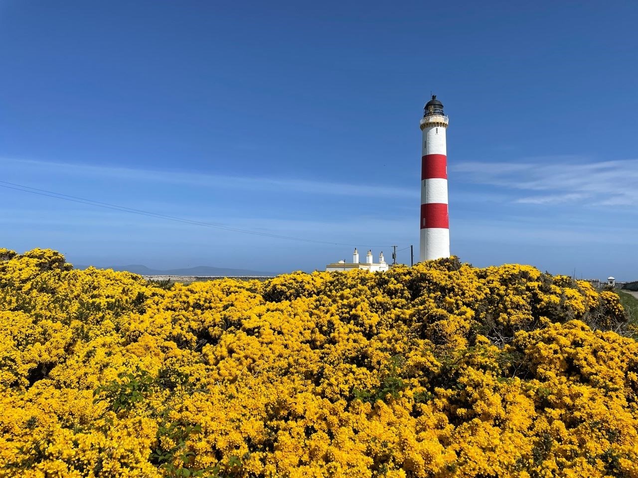 Tarbatness lighthouse in a sea of gorse captured by David McAllister.