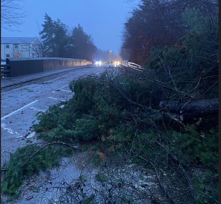 Earlier felled trees on the A82 near Fort William. Picture: Bear Scotland.