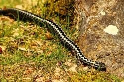 An adder. Picture by Airwolfhound, via Wikimedia Commons.