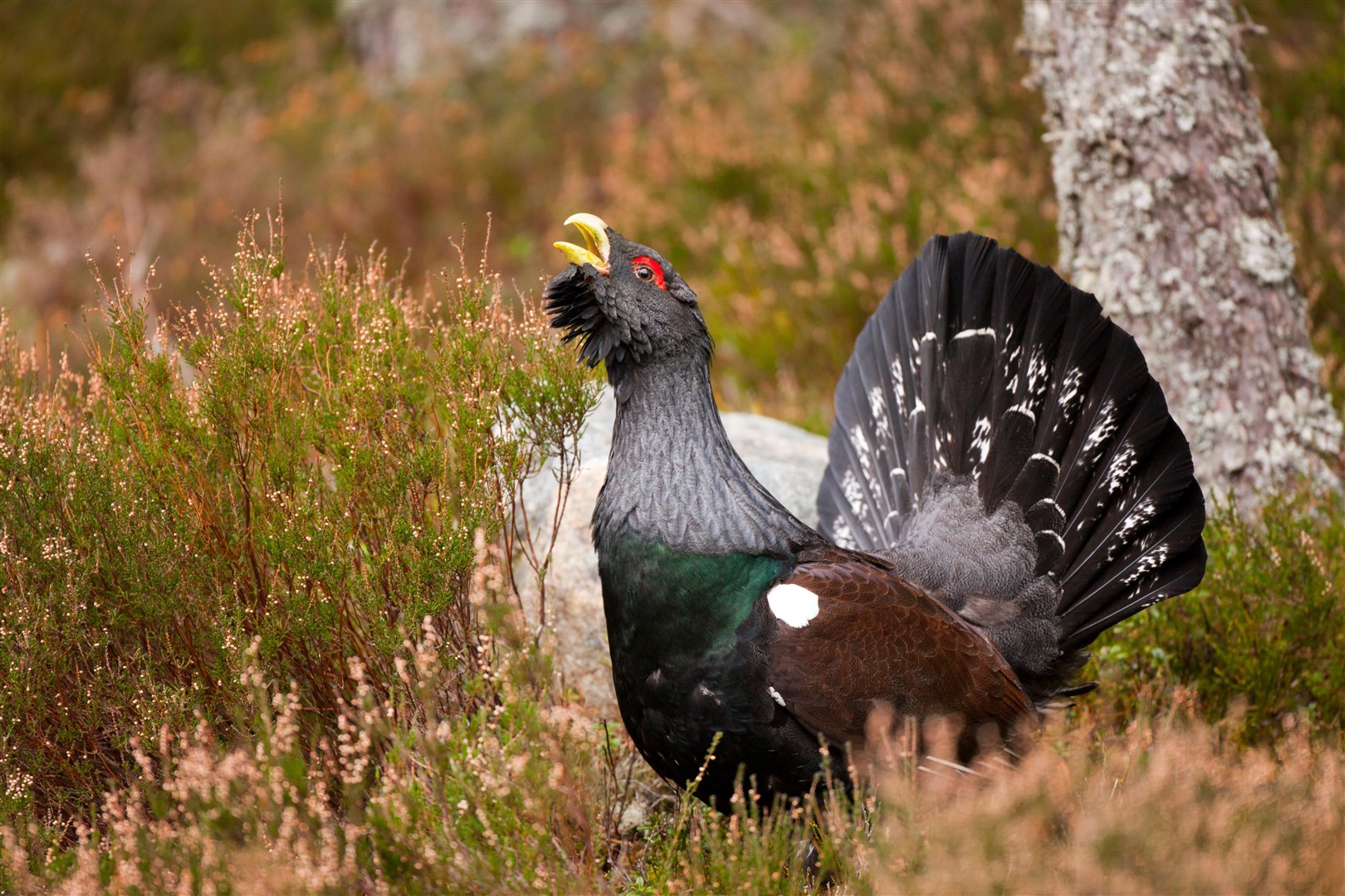 Experts aim to protect and increase the Scottish capercaillie population (Alamy/PA)