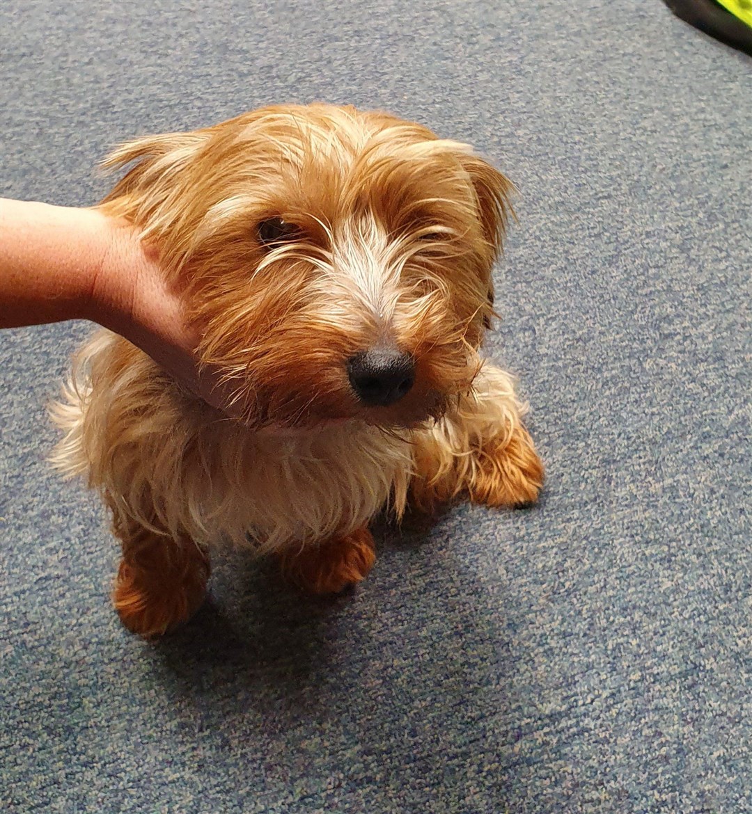The Yorkshire Terrier has been reunited with its owner.
