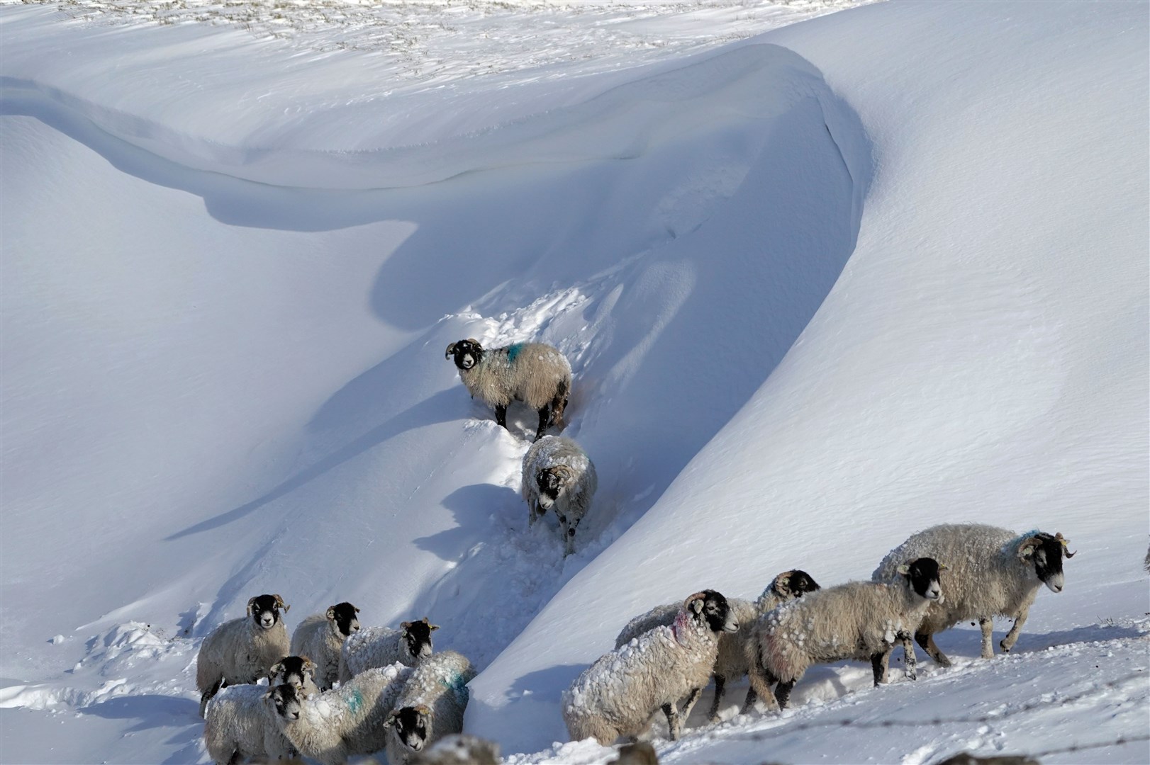 Sheep on snow drifts in Teesdale in the Durham Dales (Owen Humphreys/PA)