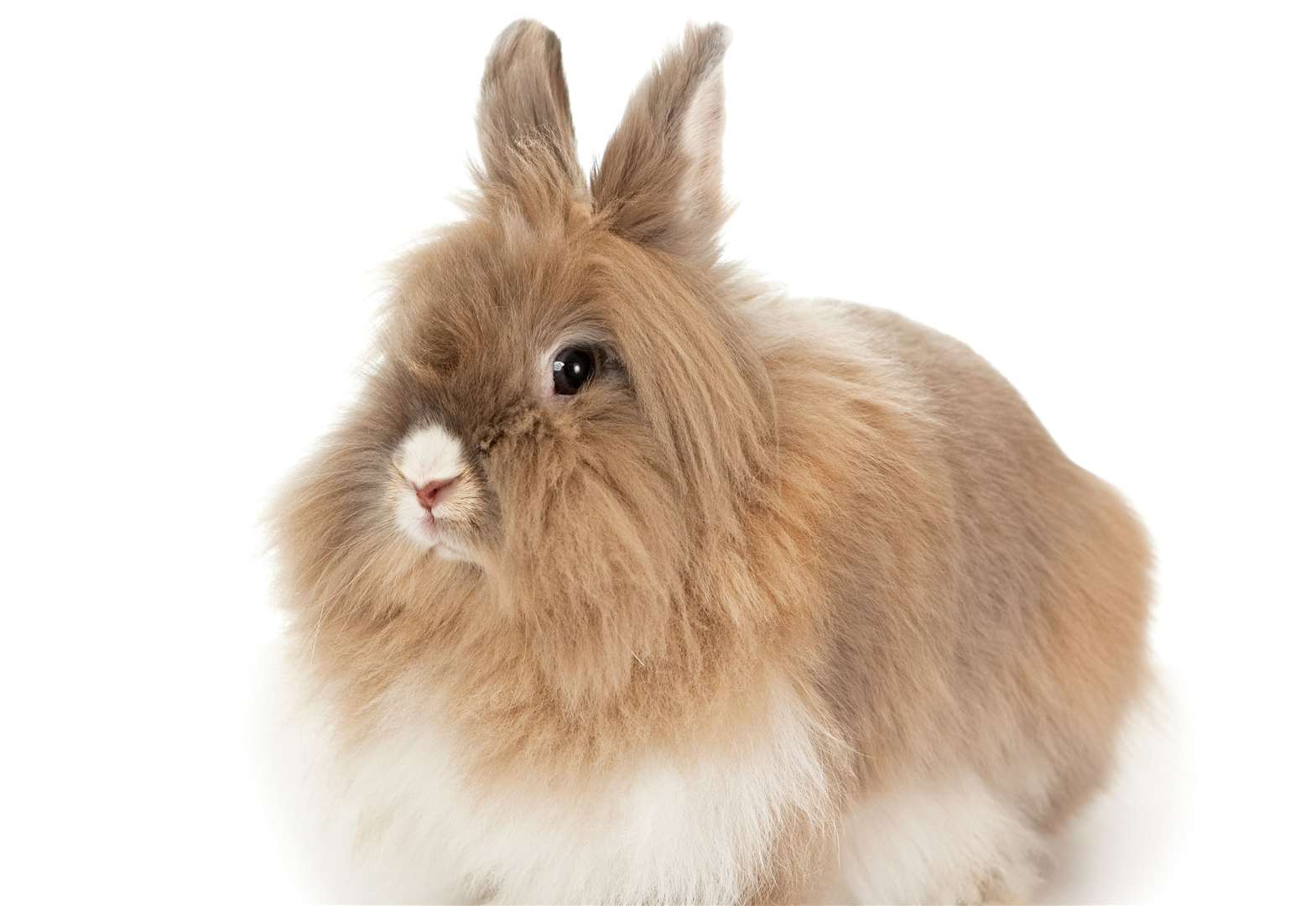 Rabbit Rabbits: Habits,