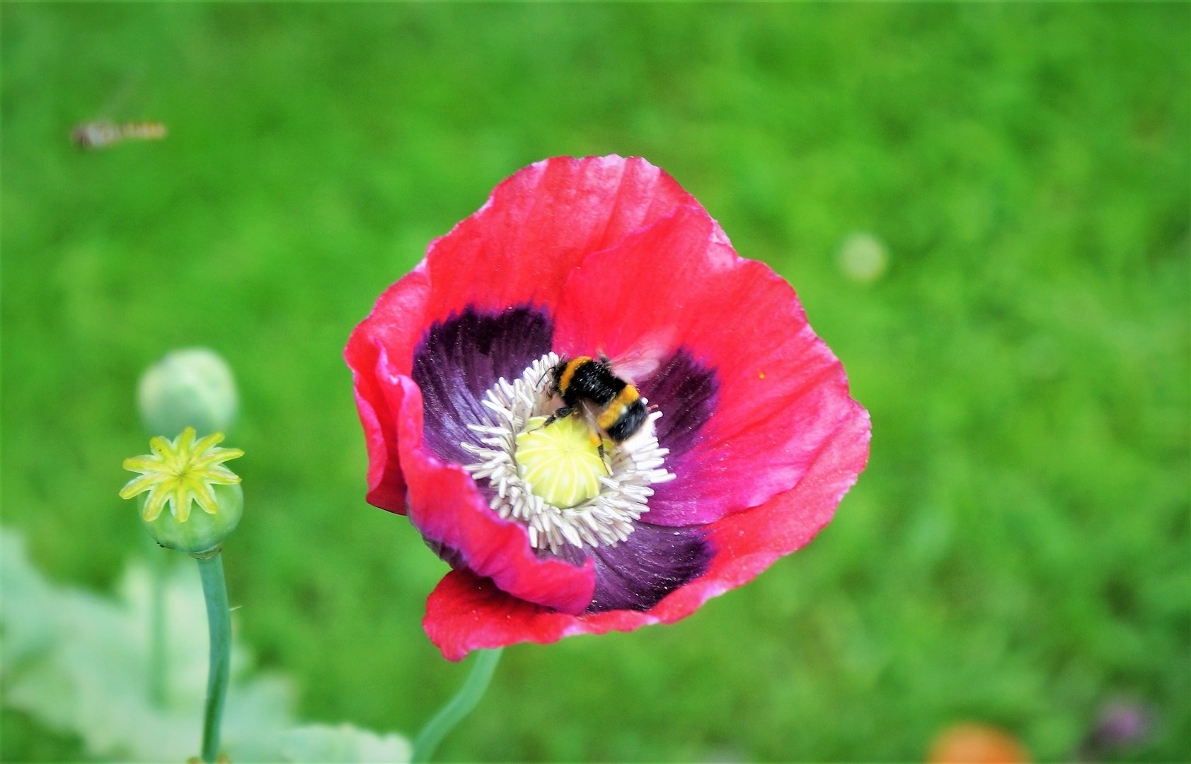 Growing a variety of flowers can help bees thrive.