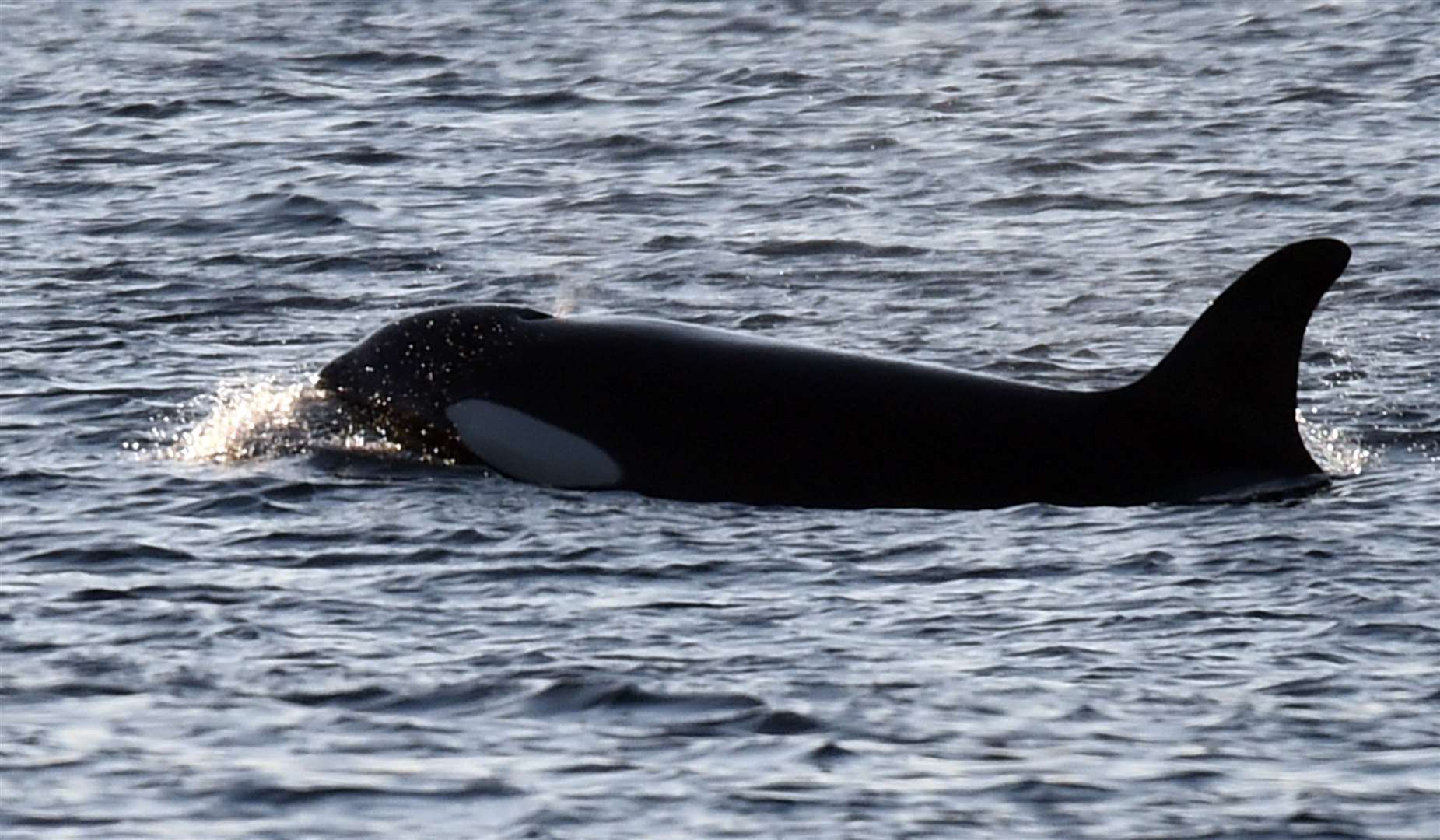 Orca were also spotted in Thurso bay last month.