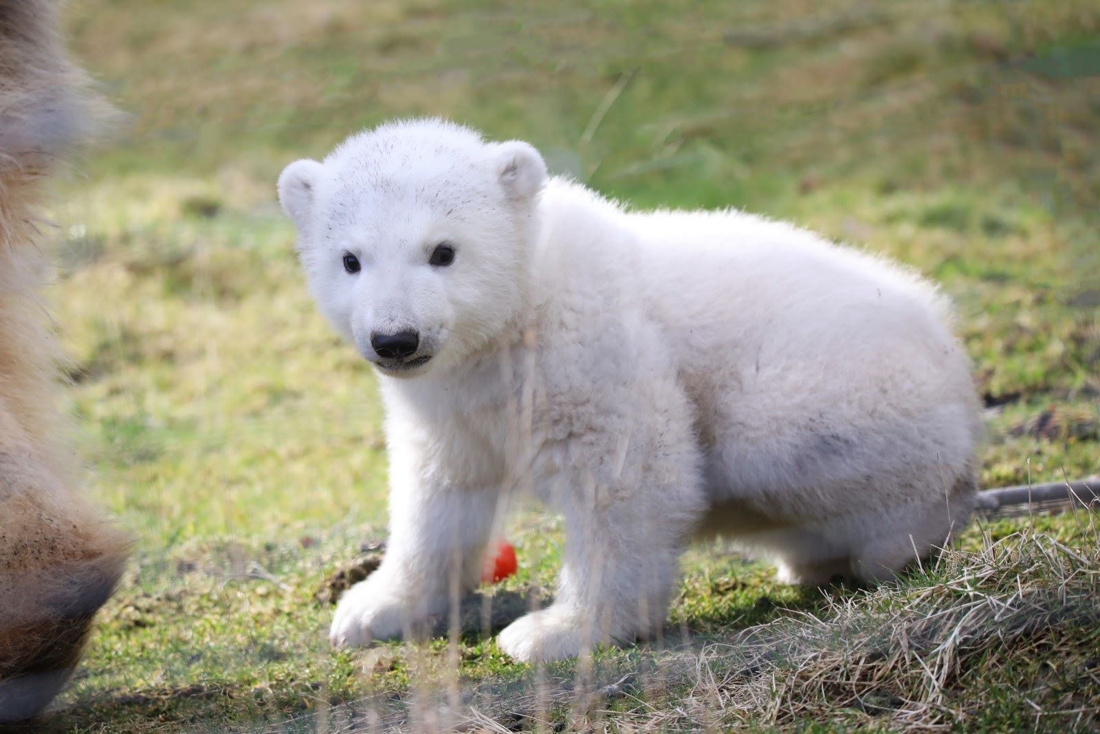 Brodie the polar bear... but he's not quite so small now!