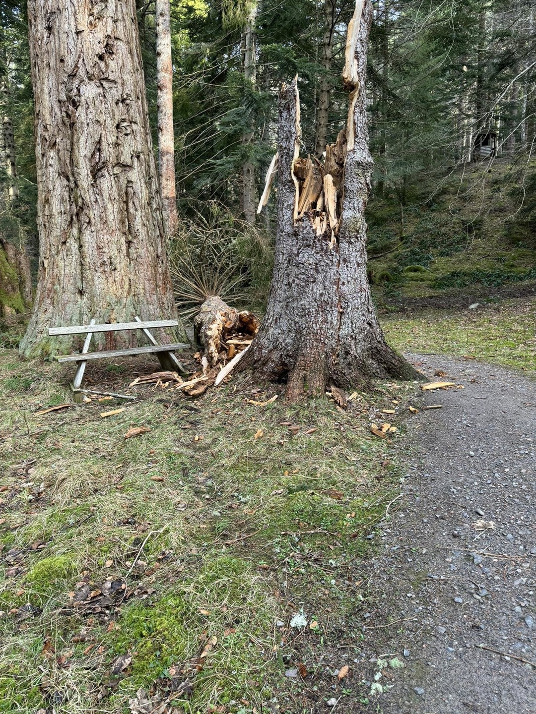 The tree stump left, after the tree fell due to strong winds. Picture: Lindsay Macleod.