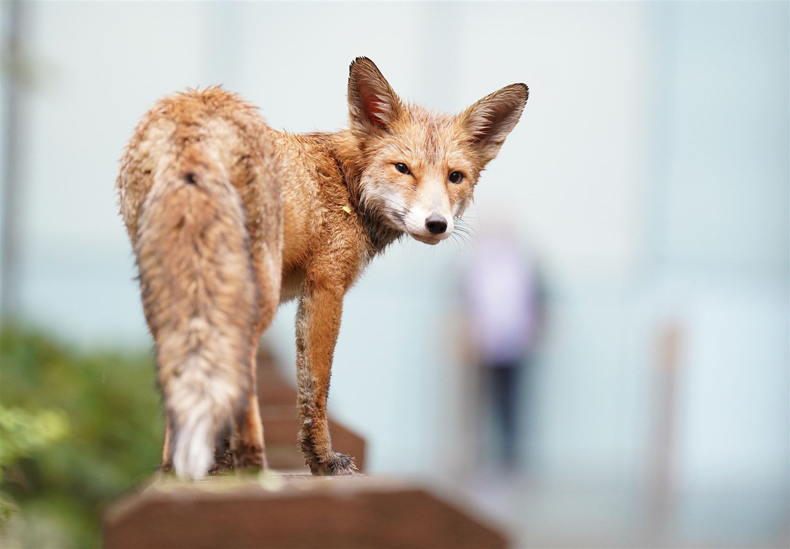 A wet fox near Southwark Crown Court, south London in November (James Manning/PA)