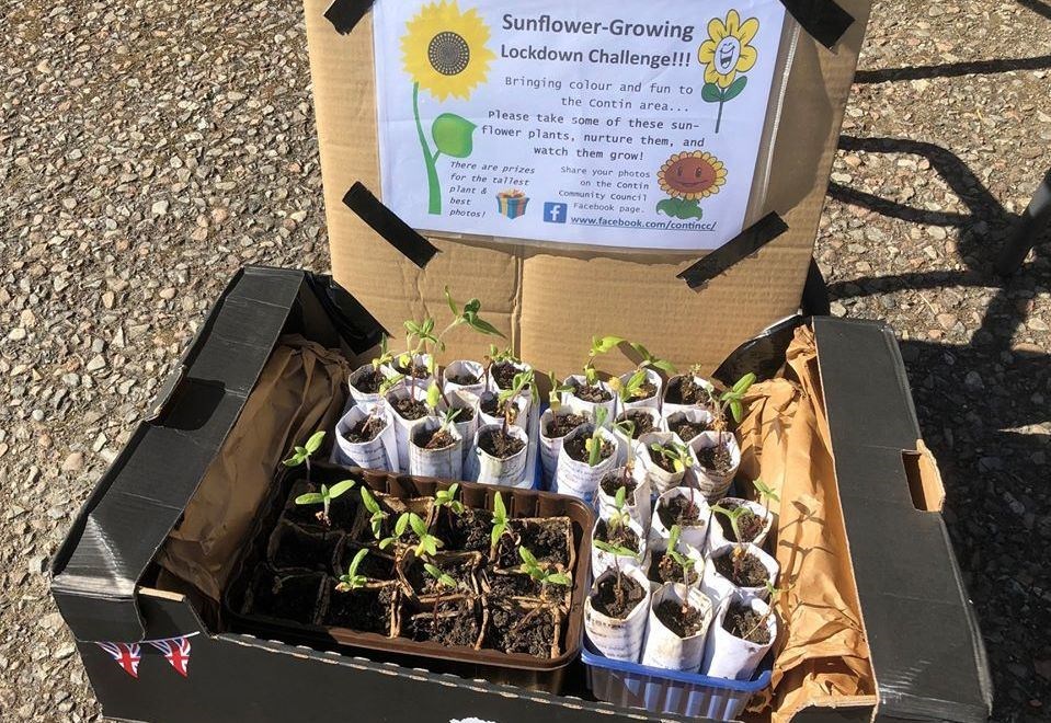Boxes of sunflower seedlings have been left at several sites in Contin.