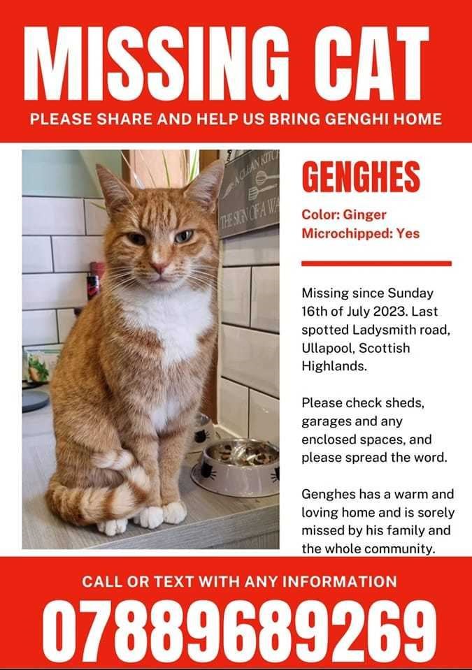 Genghis Kat has now been missing for a number of weeks.