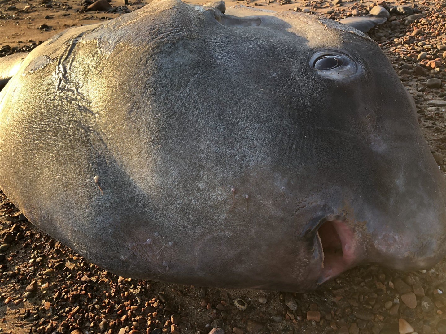 An Ocean Sunfish washed up on Rosemarkie beach. Picture: Wendy Maltinsky