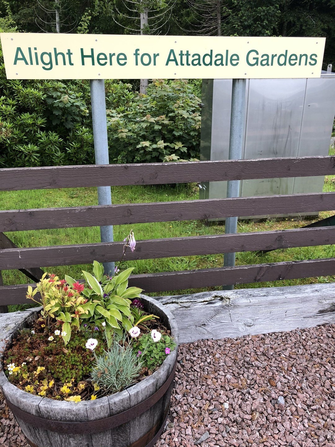 Attadale Station flowers, thriving despite Covid-19 imposed neglect