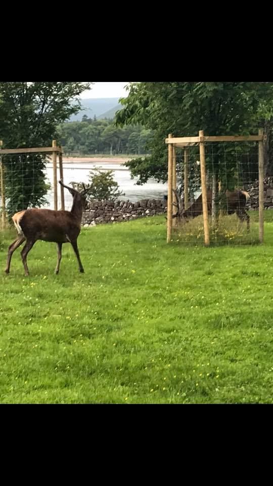 Deer in the gardens of Applecross.