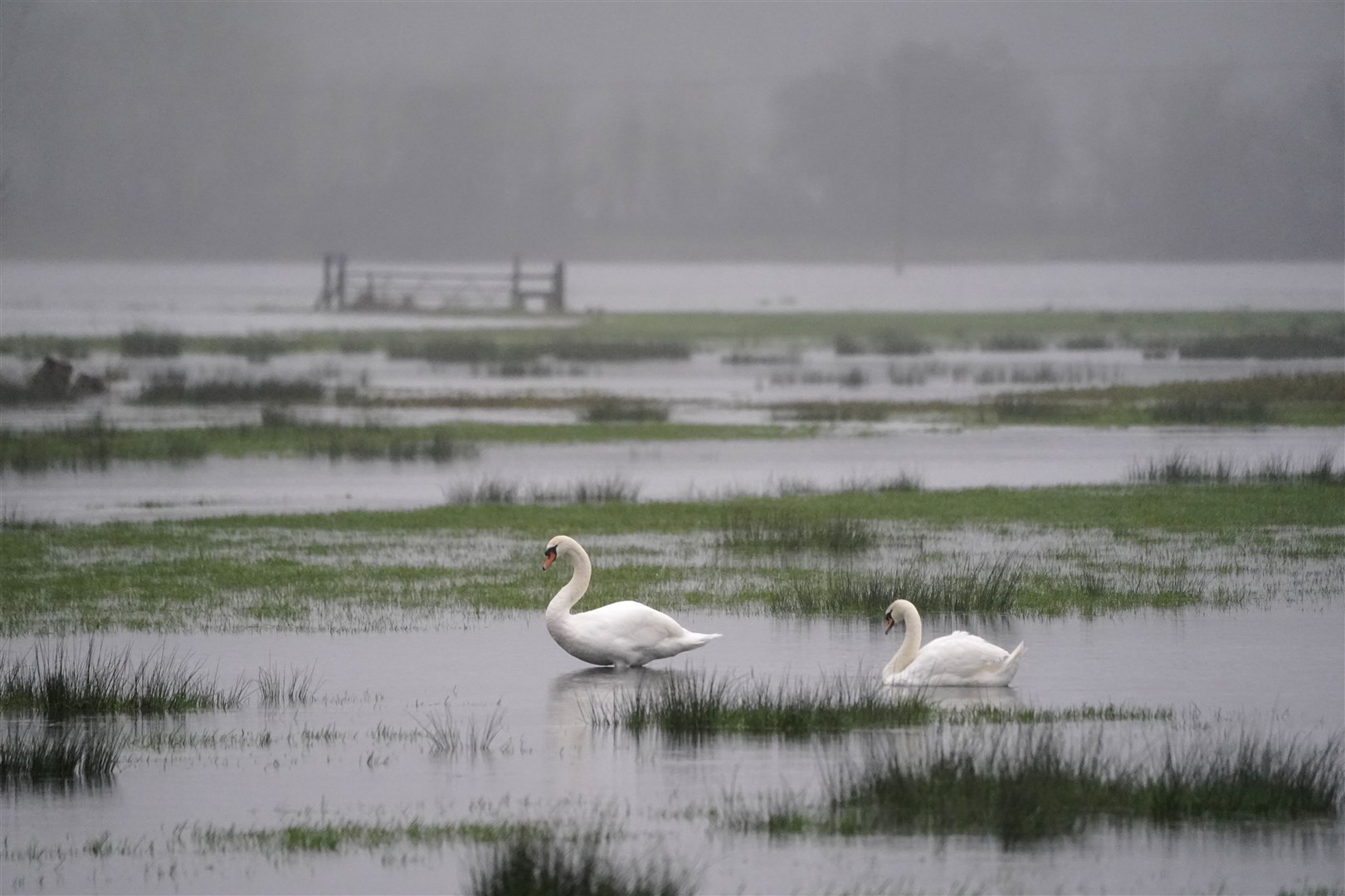 Swans swim in a flooded field near to Ibsley in Hampshire during wet weather on Tuesday (Andrew Matthews/PA)
