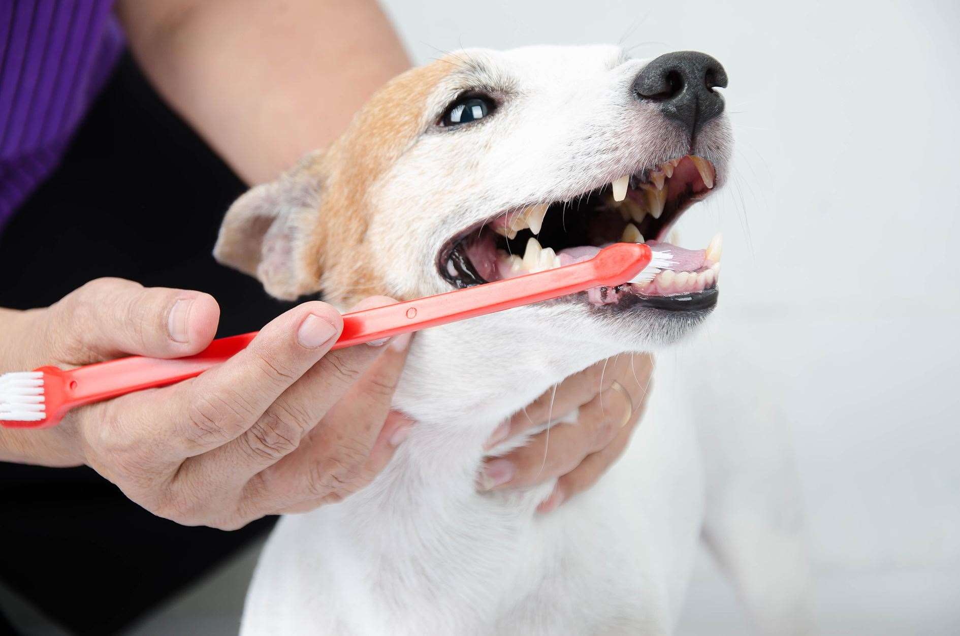 Dental care is as important for dogs as it is for their owners.