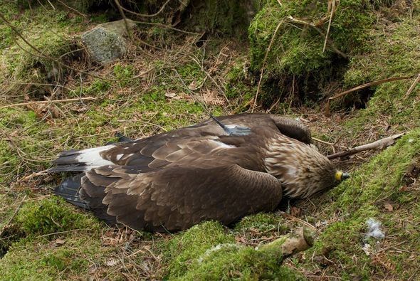 Police issued shocking images of a bird of prey trapped in an illegal trap. Picture: Chris Gomersall (rspb-images.com