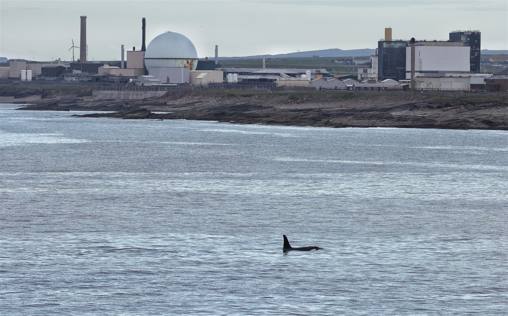 Male orca number 34 in front of the Dounreay site. Picture: Steve Truluck At Sea