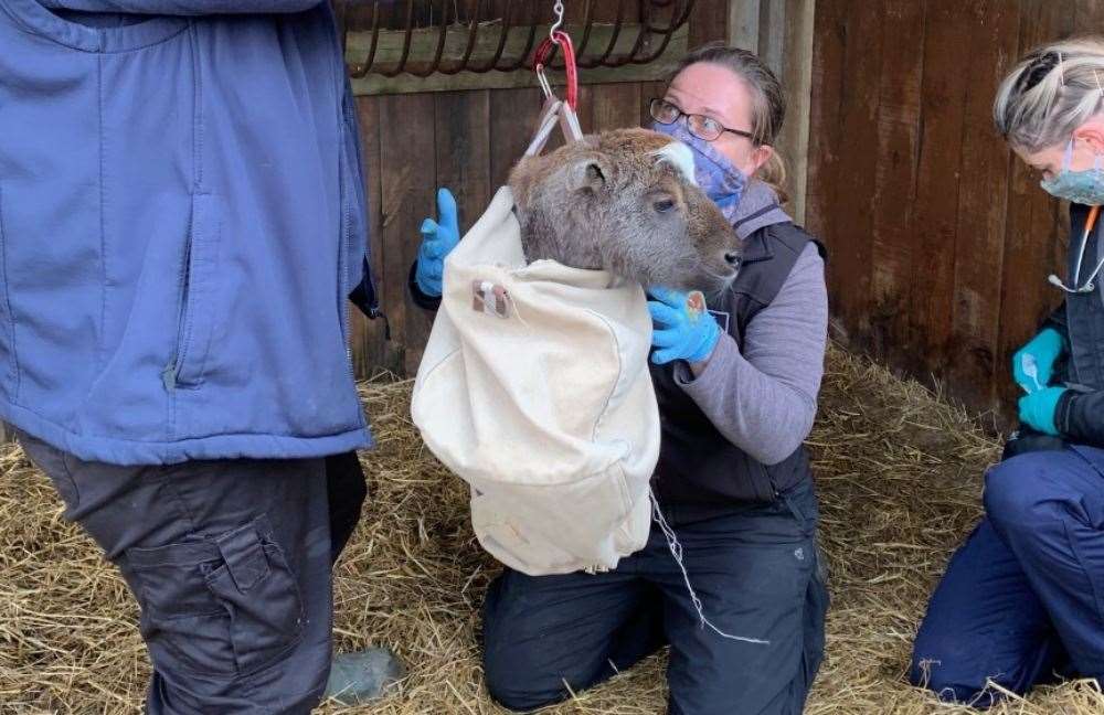 Staff at the park used a sling to weigh the new arrival (RZSS/PA)