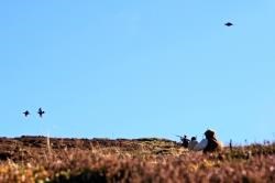 Grouse shooting boosts Scotland's economy by £30million