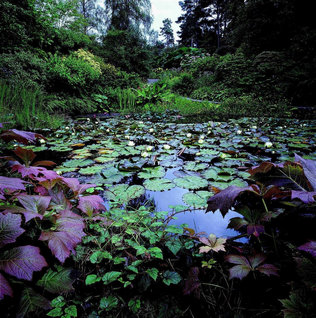 The Lily pond at Inverewe