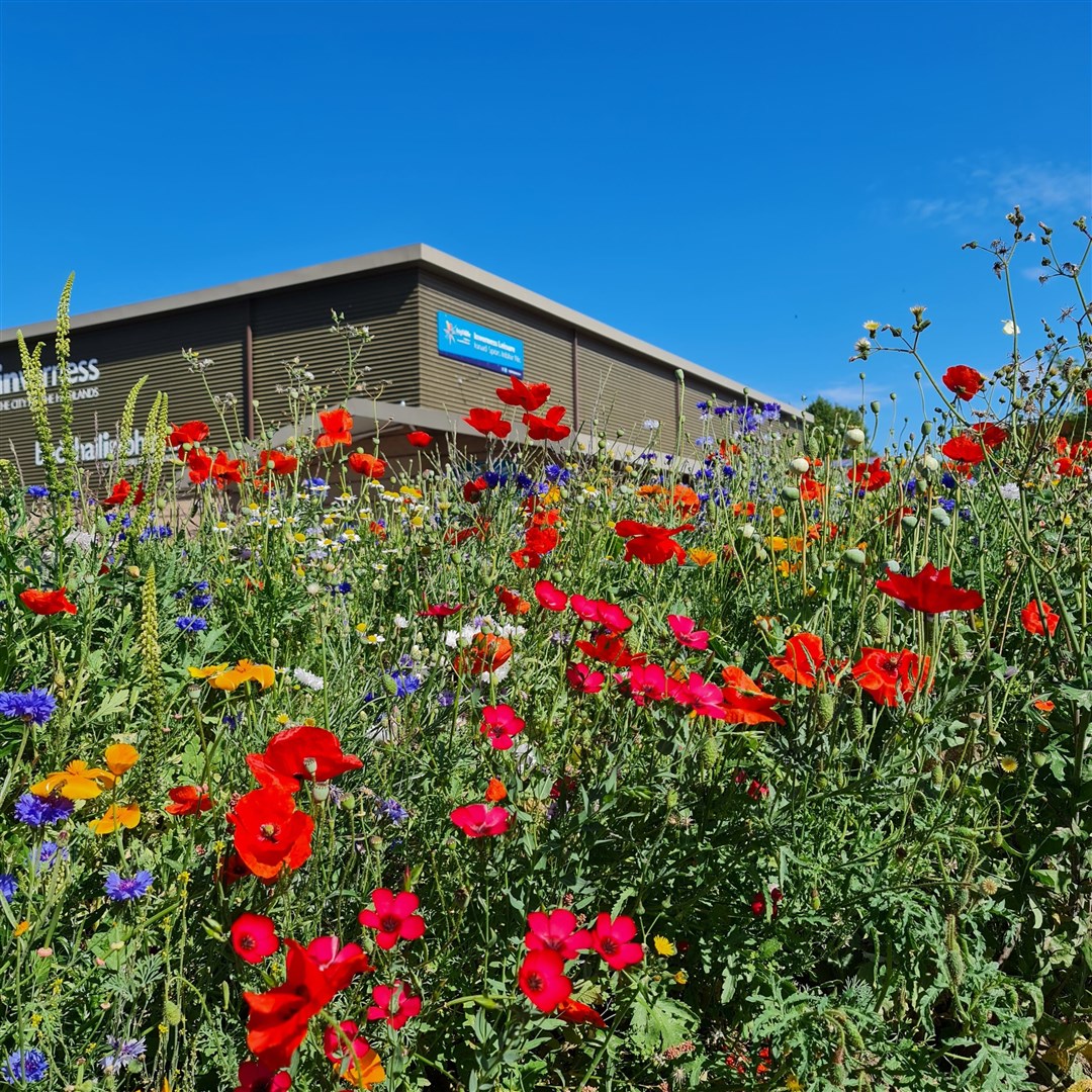Wildflower meadow at HLH’s Inverness Botanic Gardens. Picture: HLH/Inverness Botanic Gardens