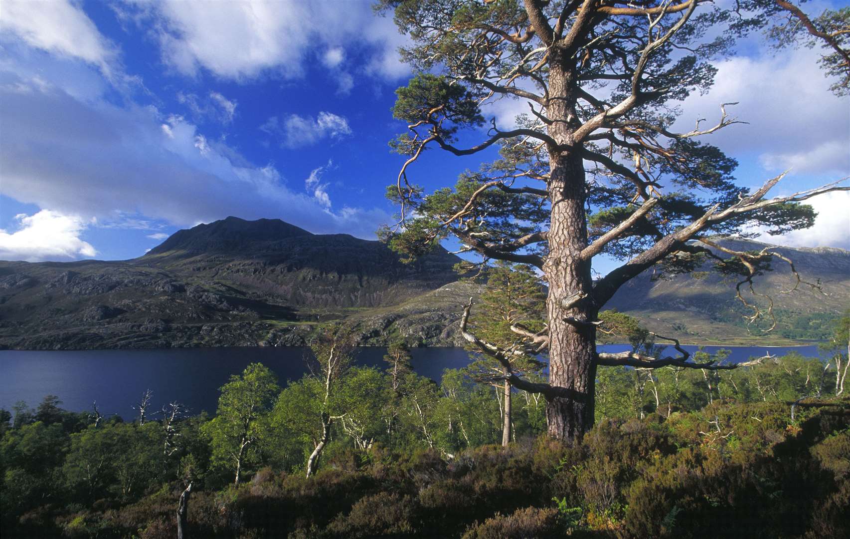 Native woodland. Late spring. Beinn Eighe, NNR, wester ross, West Highland area. ©Laurie Campbell/SNH