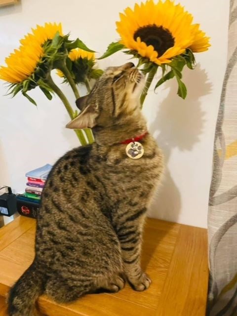 Chico, who loves sunflowers, owner Lucy MacRae