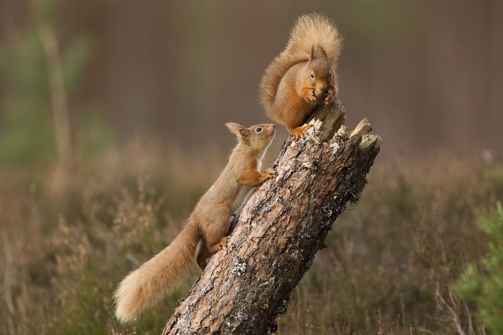 Red squirrel jumping in Scots pine forest, Cairngorms National Park. Picture courtesy of Peter Cairns www.scotlandbigpicture.com