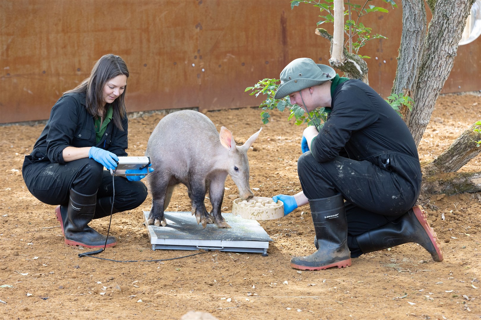Aardvarks Nacho and Terry took part in the annual weigh-in for the first time since they joined the conservation zoo (ZSL/PA)