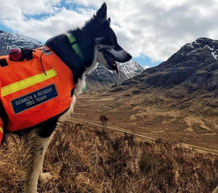 Search and rescue dog Rona was on the case. Picture: Dundonnell Mountain Rescue Team